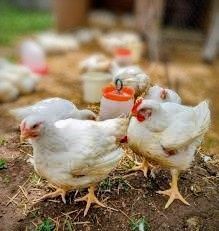 Pui de carne 2,8-3  kg gata de taiere