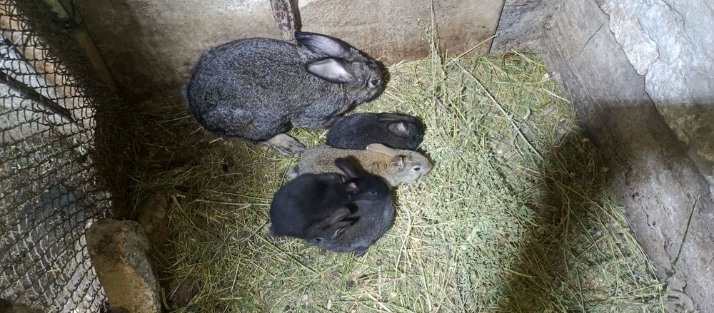 Ona quyon va bolalari