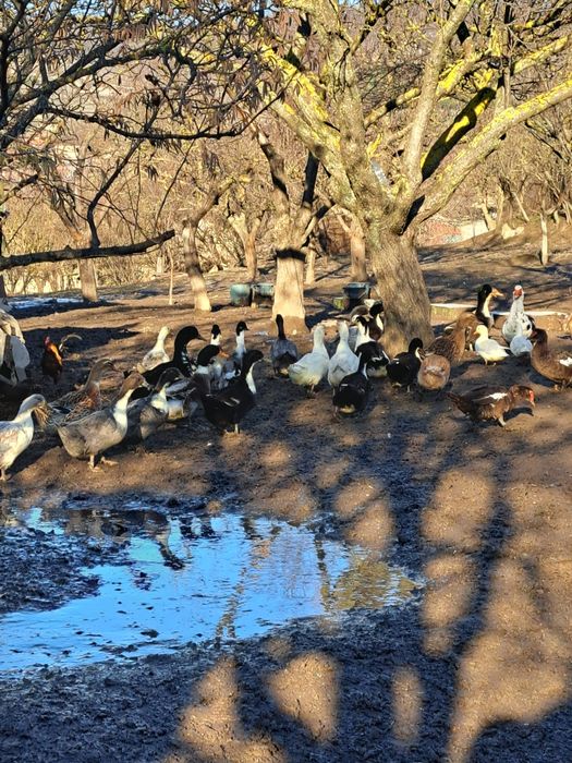 Юрдеци.патици крякащи