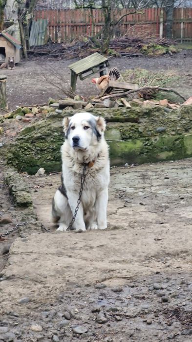 Vănd mascul de Asia centrala