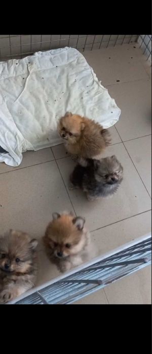 Померанчета, пухави топки