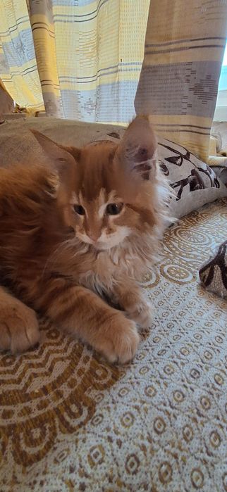 Продам котёнка мейн кун