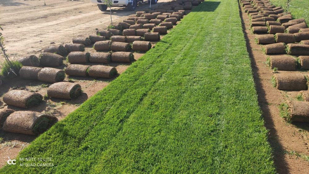 Газон рулонный сена