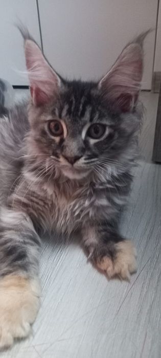 Pisica mainecoon