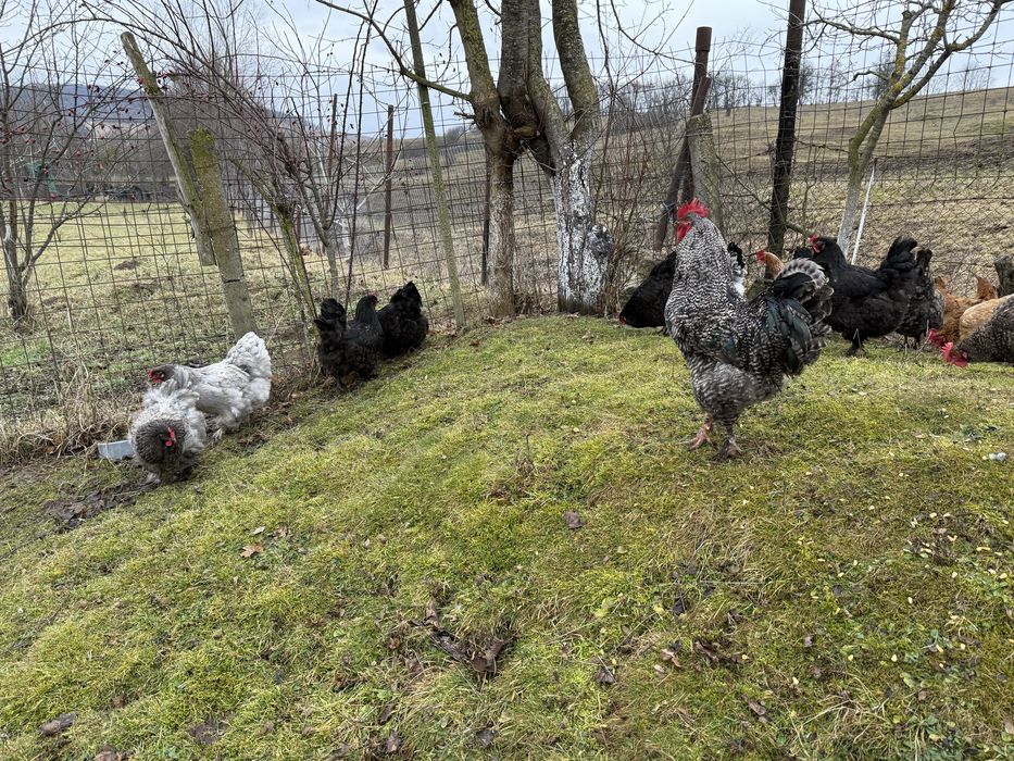 Oua de gaina ptr incubat