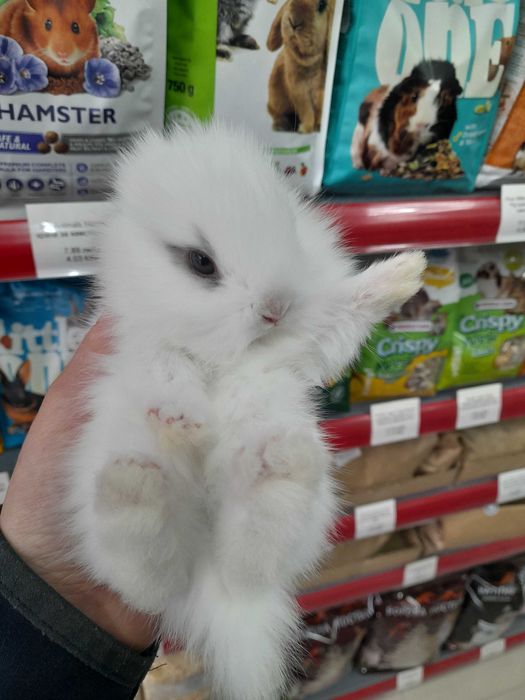 Декоративни мини зайчета