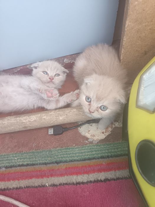 Ota bilan yalangoch mushuk fotosuratlari