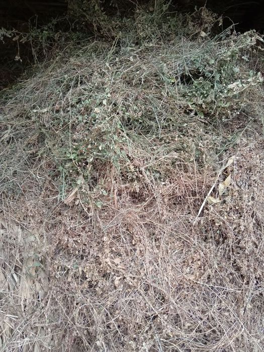 Беда ва ут, маккажухори мол овкатлари тез ва арзон сотилади