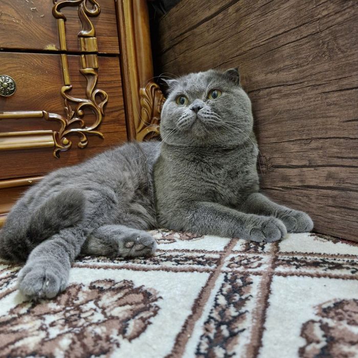 Продается Скоттиш фолд