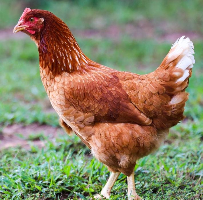 Gaiani outoare plin ciclu de ouat