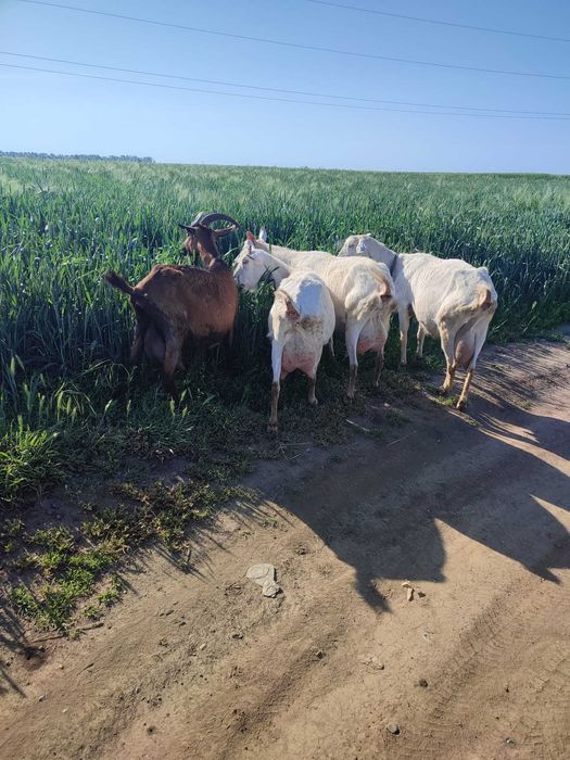 Vând 3 iede și 2 capre,  rasa Saanen