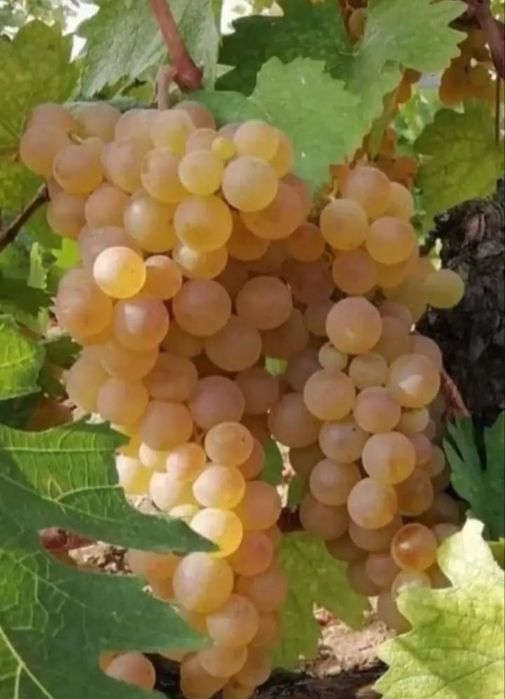 Struguri de vin 2026