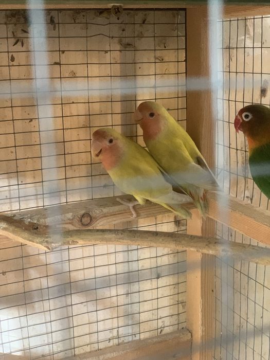 Попугайчики неразлучники молодые продаются