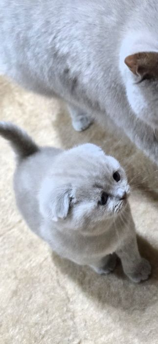Шотландски клепоухи котки Женско и Мъжко