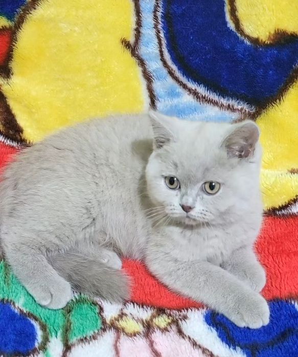 British shorthair fawn