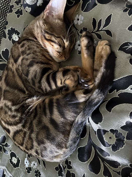 Бенгальский кот шикарный