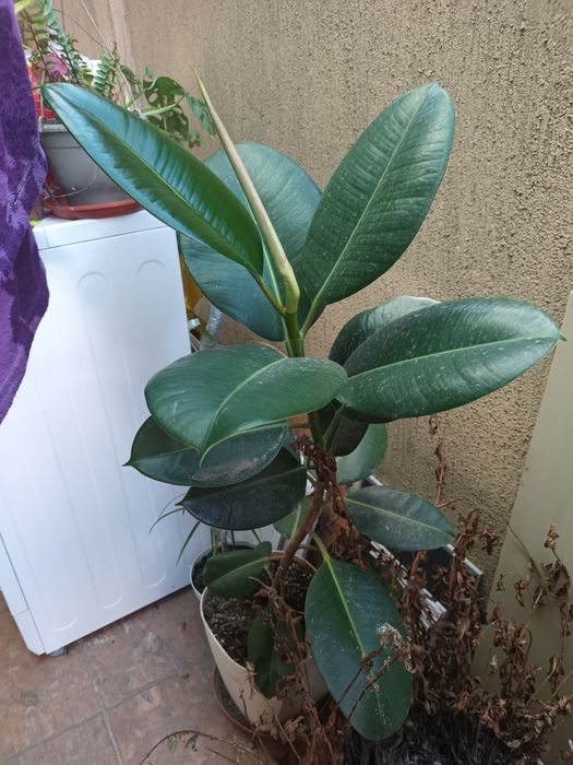 Plante de apartament