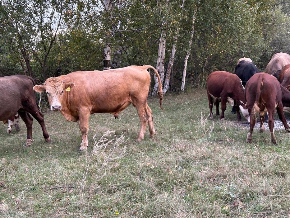 Продам, быков в количестве, 29, голов.
