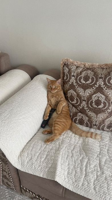 Отдам котика в добрые руки