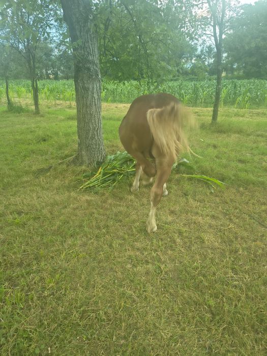 Vand  mânz  șarg  de un an de zile