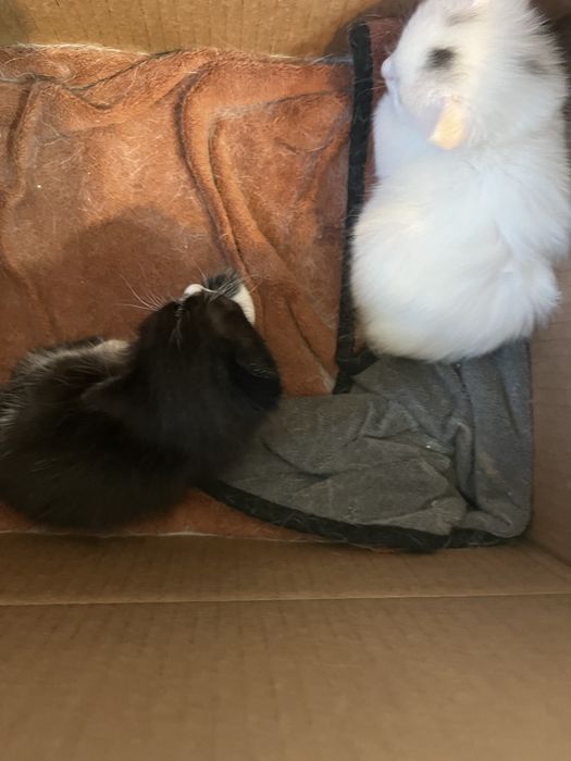 Котята 1 мальчик 2девочки