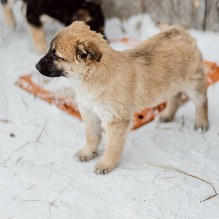 Отдаются щенки 4 месяца