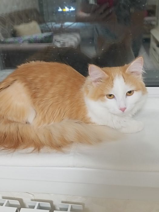 Отдам даром кошку 7 месяцев