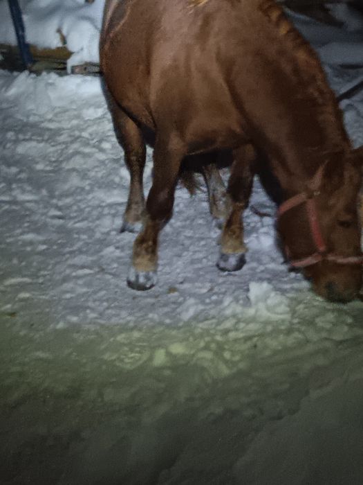 Cal/Armăsar -Mânz armăsar de vânzare