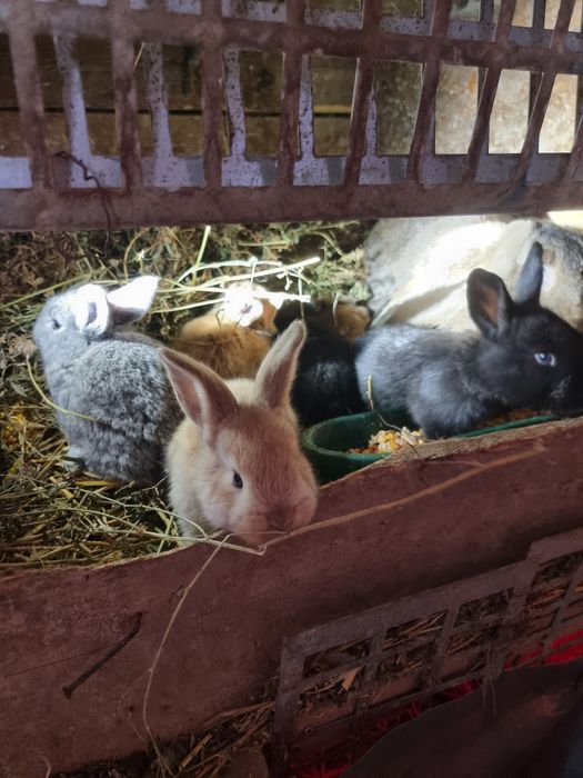 Iepuri diferite rase