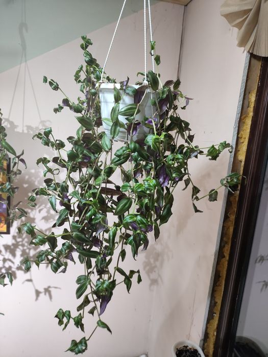 Комнатные цветы( 1.5 года)