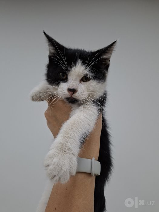 Котенок мальчик 2 месяца черно-белый