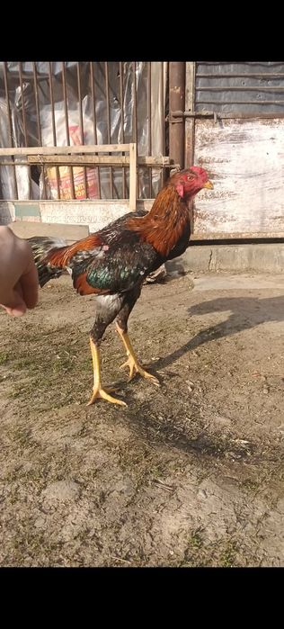 Дакан Китай корейц