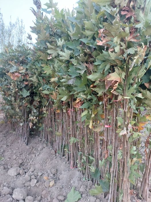 Терак бор. Terak sotiladi