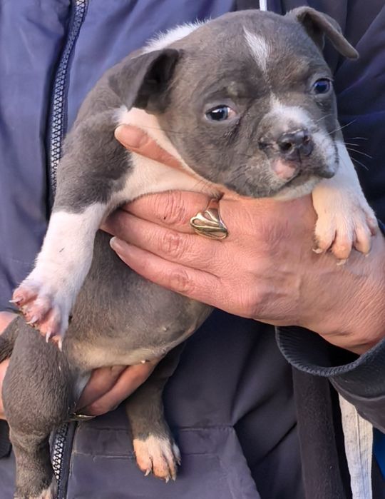 American Bully Pocket / Американско Були Покет
