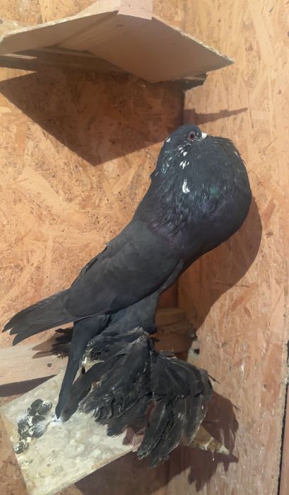 Porumbei de ornament