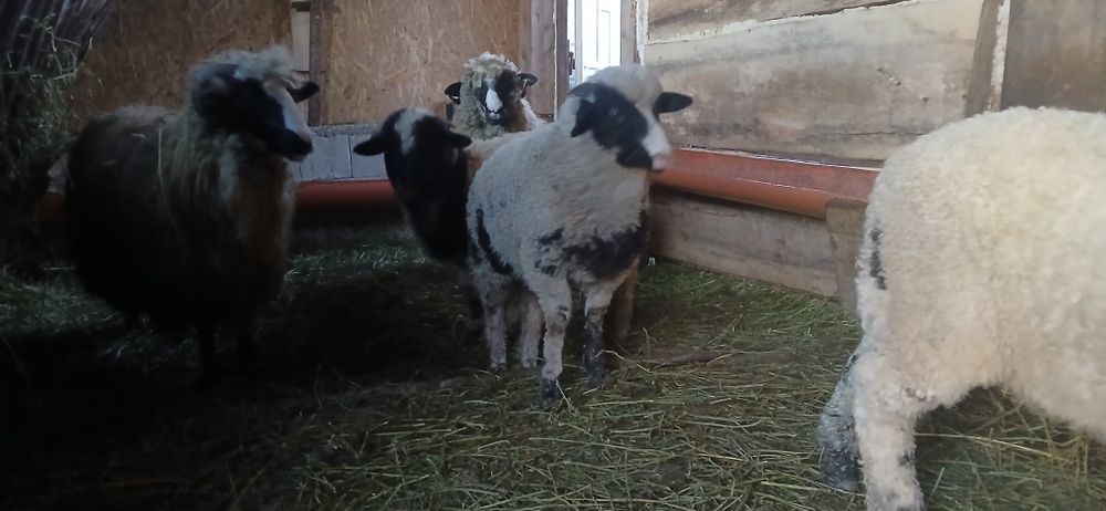 Oi tinere  de vânzare  mioare