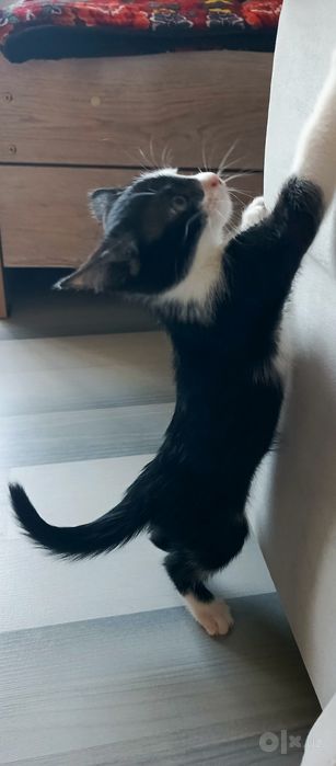 Котята в хорошие руки