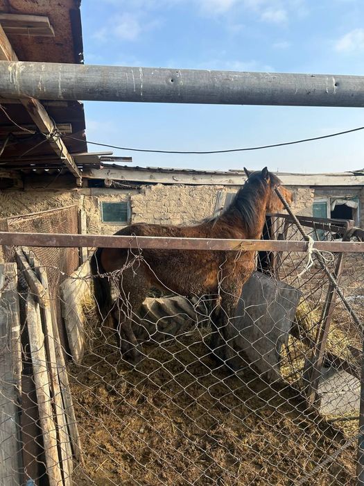 Лошад Құнан шығар ат