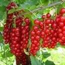 Смародина "Корагат" кучатлари бор