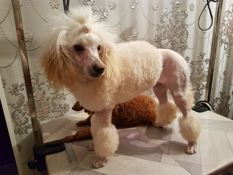 Стрижка собаки..