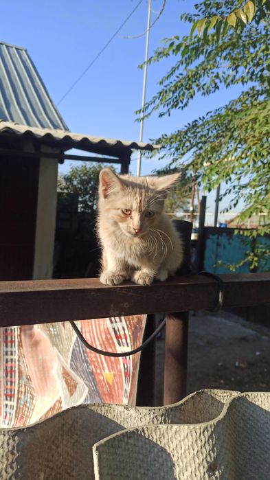 Отдам котика в добрые руки