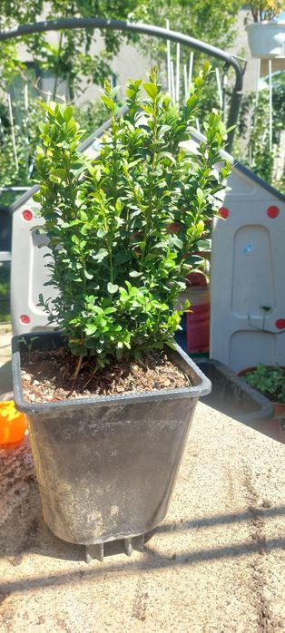 Buxus la ghiveci - producător plante ornamentale și Arbuști fructiferi