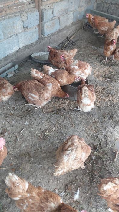 Куры Ломан Браун