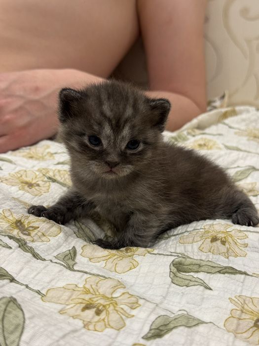 Продам шотландских котят
