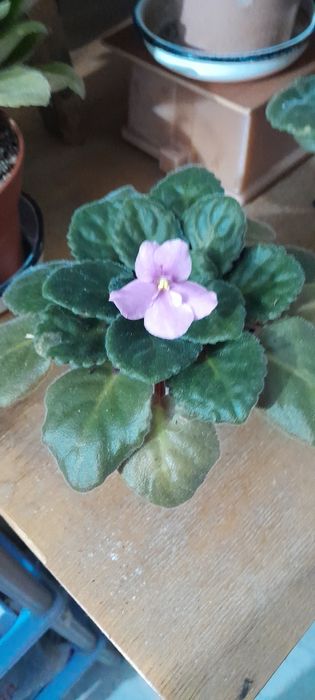 Комнатные цветочки