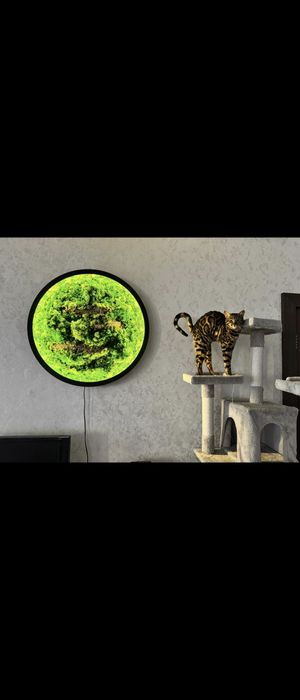 Продам кошку Бенгал.