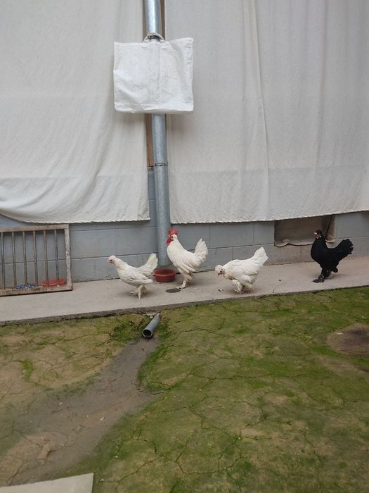 Япон товуклар сотилади