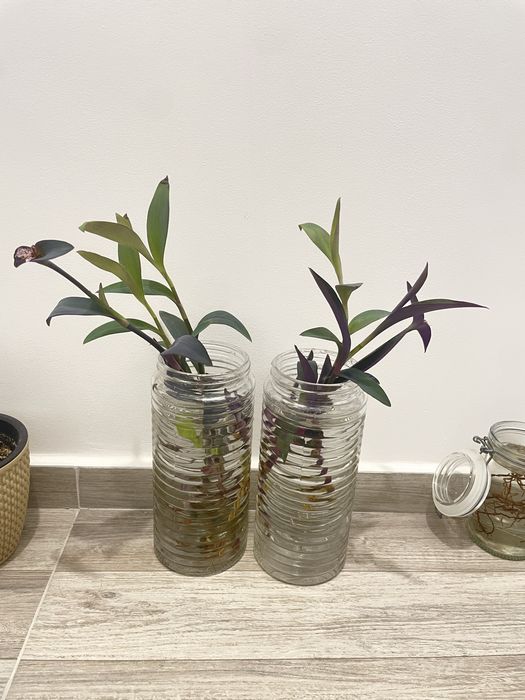 Monstera albo + tradescantia cadou