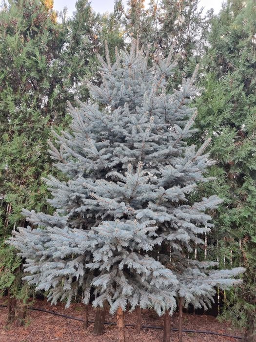 Brazi argintii, inaltime 5m