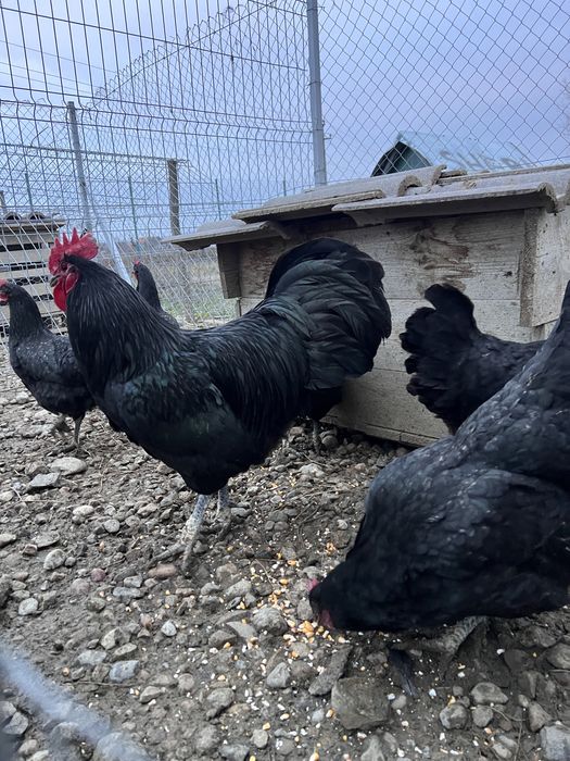 Oua pentru incubator sau familie 6+1 australorp